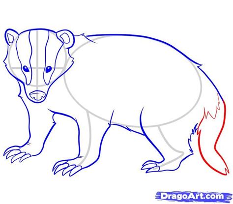 How To Draw A Badger Step By Step at Drawing Tutorials