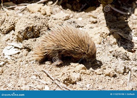 An echidna with spines stock photo. Image of monotreme - 115270198