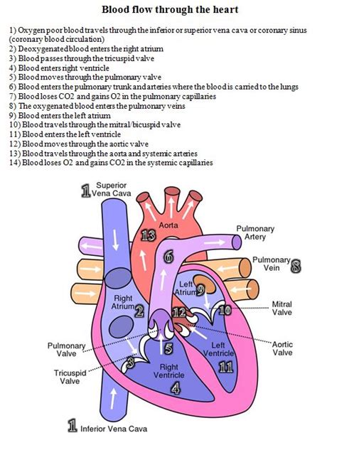 blood flow through the heart diagram and written steps | Tutoring ...