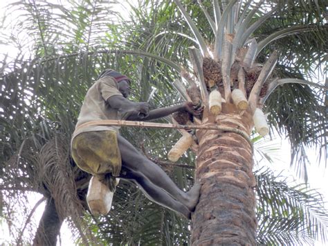 Amos Tutuola and "The Palm-Wine Drinkard" revisited - Mildred Barya's House of Life