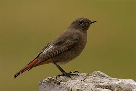 El Herrerillo: Colirrojo tizón (Phoenicurus ochruros)