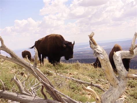 Rare, genetically-pure bison found in Utah’s Henry Mountains – St George News