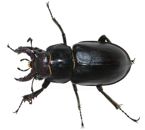 Black Beetle PNG Transparent Image - PNG Mart