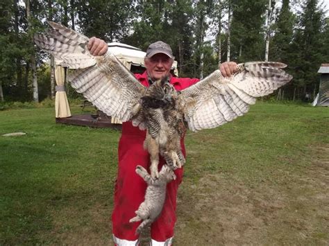 owls making a kill - Google Search | Great horned owl, Owl photos, Owl food