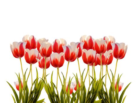 Tulips Spring Nature · Free photo on Pixabay