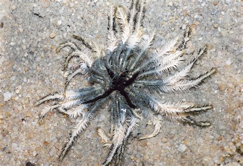 Blue feather star with Feather-hitching brittle star (Ophi… | Flickr