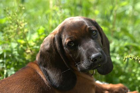 Bavarian Mountain Scent Hound (Bavarian Mountain Scent Hound) Puppies For Sale