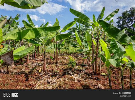 Banana Plantation Image & Photo (Free Trial) | Bigstock