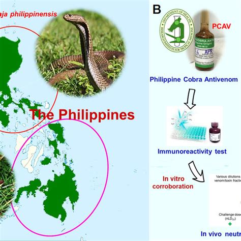 Immunoreactivity of Philippine cobra antivenom (PCAV) towards Naja... | Download Scientific Diagram