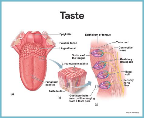 Special Senses Anatomy and Physiology - Nurseslabs