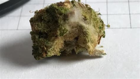 Why Mouldy Weed Is a Problem and How to Fix It