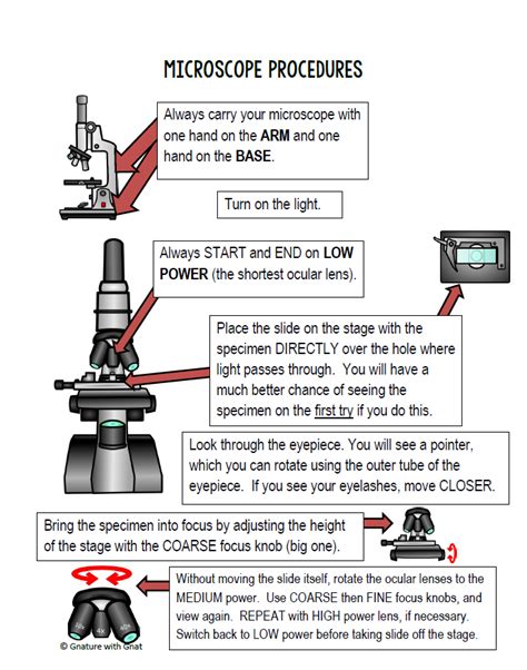 Basic steps for focusing a compound light microscope | Teaching biology ...