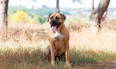 Boerboel Dog Breed: Traits, Care, Health & History | BeChewy