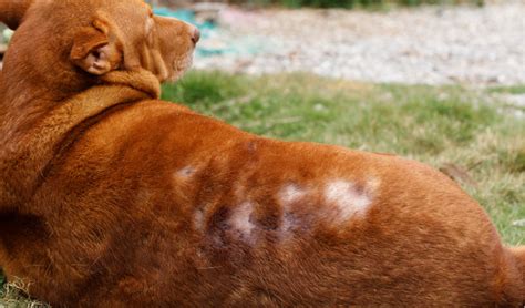 Alopecia in Dogs | PetCoach