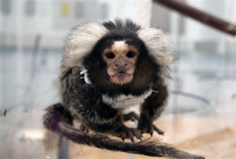 Monkey motion-capture reveals social behavior in 3-D | Spectrum | Autism Research News