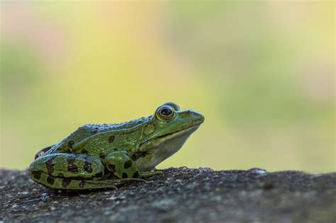 Marsh Frog Symbolism — SaQred Spirit Shaman™