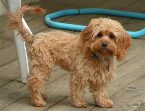 Cockapoo - Breeders, Puppies and Breed Information - Dogs Australia