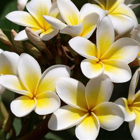 Plumeria alba - Mall Of Gardens