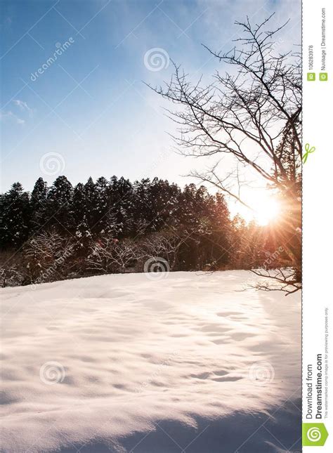 Pine Tree and Snow Landscape with Clear Sky and Evening Light in Stock ...