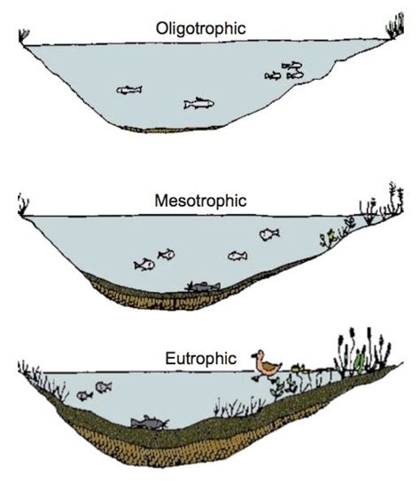 Life Cycle of a Lake — Chocorua Lake Conservancy