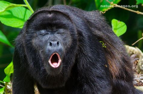 Mantled howler monkey (Alouatta palliata) – Nature-images.org