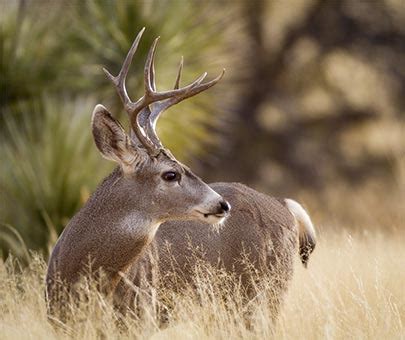 Lake Tahoe Wildlife | Wildlife of the Lake Tahoe Basin