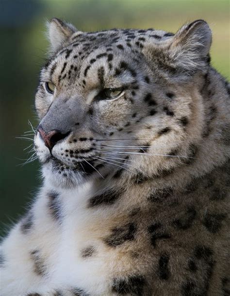 Snow leopard [endangered] | Wild Cats | Pinterest