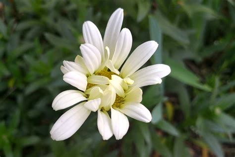 How to Use Chrysanthemums for Pest Control in the Garden