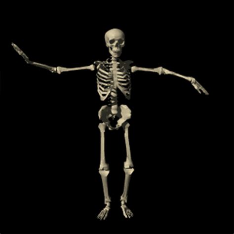 Body Skeleton GIF - Find & Share on GIPHY