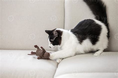 Cat playing with toy on sofa 6521860 Stock Photo at Vecteezy