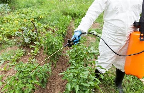 Best Insecticide For Vegetable Garden (Well Researched) - Gardening Tips And Tricks