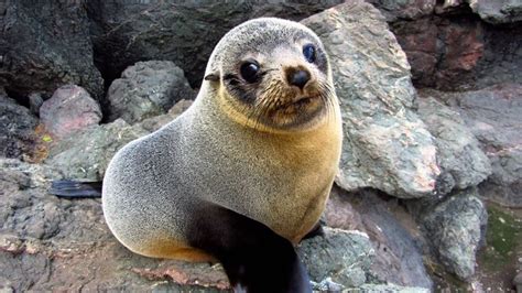 a sea lion sitting on top of a rock