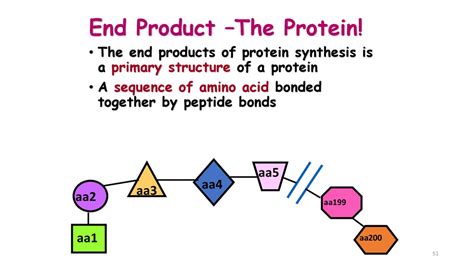 Protein synthesis - презентация онлайн