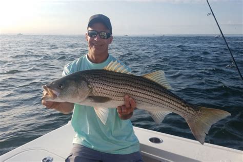 Striped Bass Size Matters | Westernbass.com