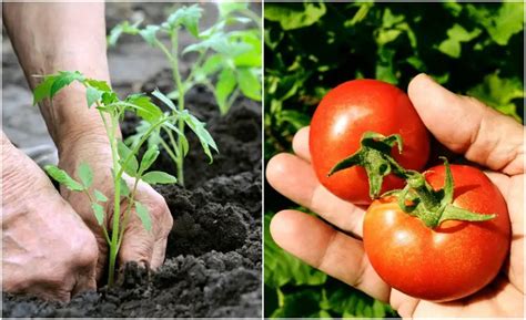 How to Grow Tomatoes - Tomato Growing Tips - Plant Instructions