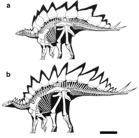 Skeletal reconstructions of two Stegosaurus species (at same scale of... | Download Scientific ...