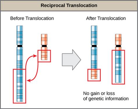 5 Major Difference between Reciprocal and Non-Reciprocal Translocation - Core Differences