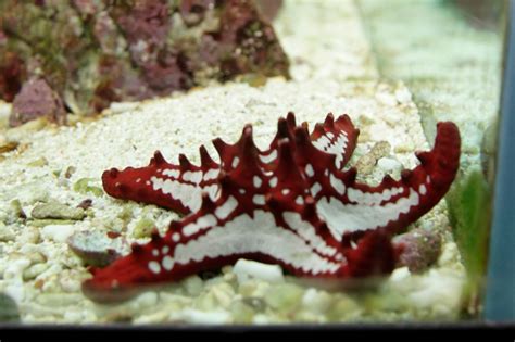 Maurice's Photos/aquarium/Protoreaster lincki (red-spined starfish), Aquarium