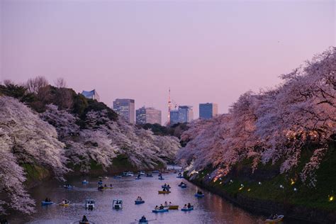 Japan has tourists for cherry blossom season, but there are service ...