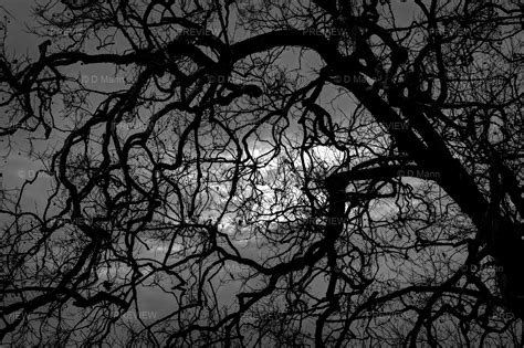 Digital Download Wall Art Photography. Tree Branches Silhouetted Against Cloudy Moonlit Night ...