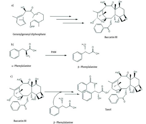 Taxol Biosynthesis Pathway | Download Scientific Diagram