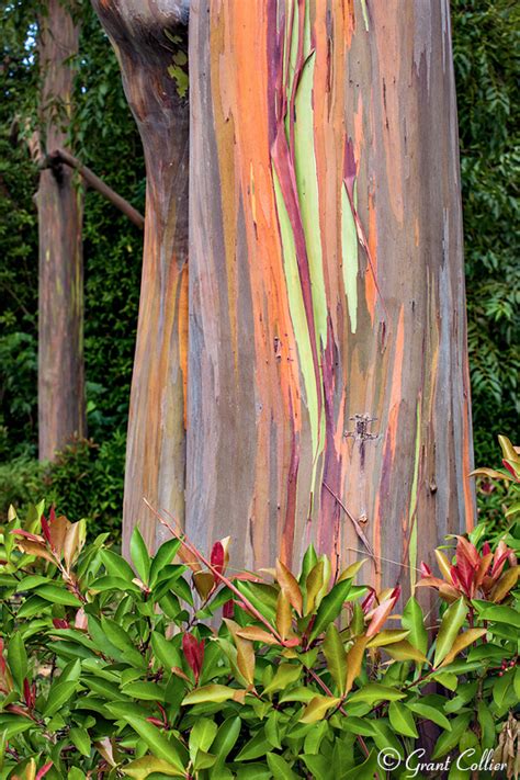 Rainbow Eucalyptus trees, Maui, Hawaiian Islands