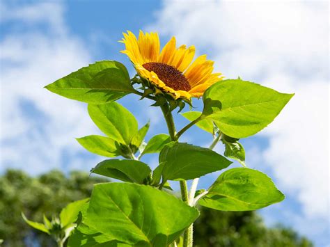 Images Of Sunflower Plant