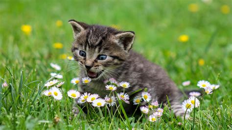 Katzenbabys Hintergrundbilder 4k