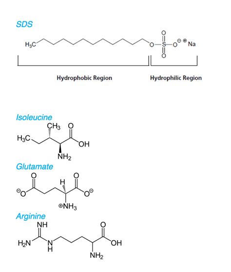 Solved 5. Sodium dodecyl sulfate (SDS) is an amphipathic | Chegg.com