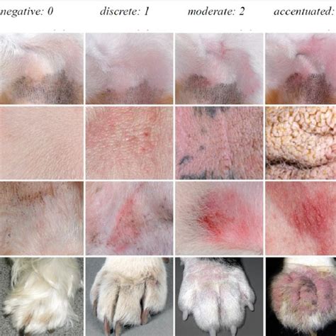 What Is Dog Dermatitis