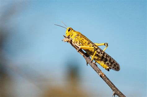 Uganda army fights voracious desert locusts