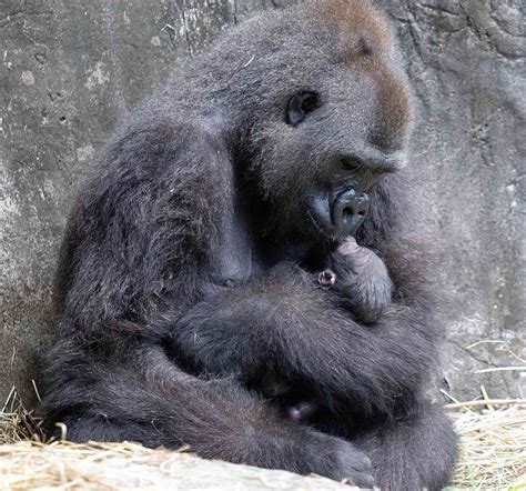 Audubon Zoo Welcomes Critically Endangered Gorilla Baby