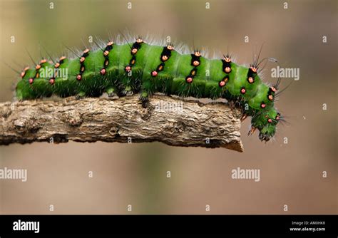 Emperor Moth Caterpillar Stock Photo - Alamy