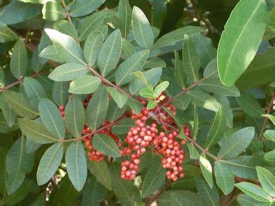 Tree Identification: Schinus terebinthifolius - Brazilian Pepper Tree